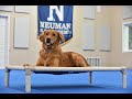 Daisy (Golden Retriever) Boot Camp Dog Training Video Demonstration
