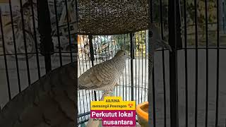 Arjuna memanggil pasangan - perkutut lokal nusantara2285