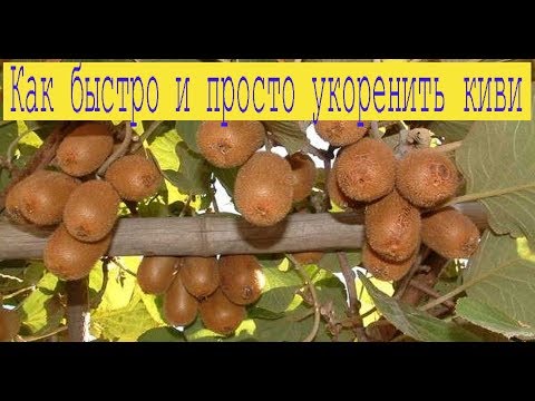 Как размножить киви в домашних условиях