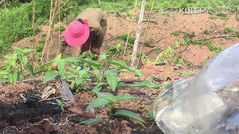 Mus saib yub kab thiab mu de nplooj qos too lo hau noj nawb 2020