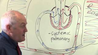 Circulation of the blood around the body