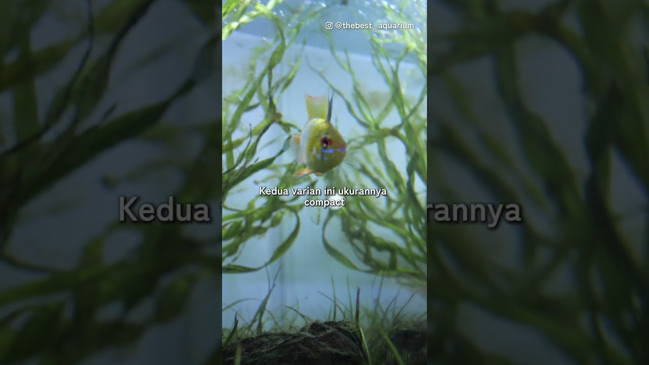 Ikan Predator Tercakep! Tebak Dong Harganya