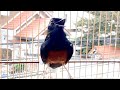 Lửa giọng rừng đại ngàn