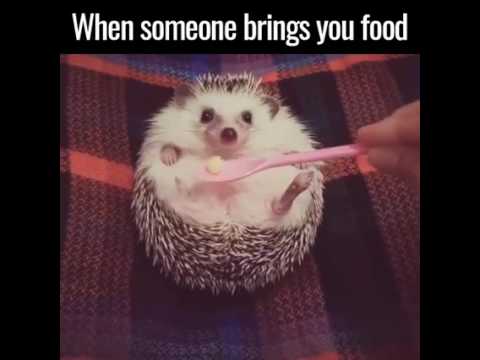When Someone Brings You Food ): hqdefault