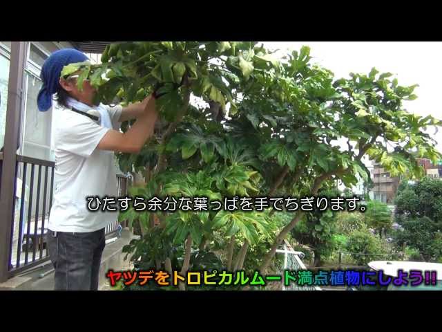 4年もの   ヤツデ  大きく立派になりました   自家栽培    大安売りげき 4年もの ヤツデ 大きく立派になりました 自家栽培 大安売りげき 4年