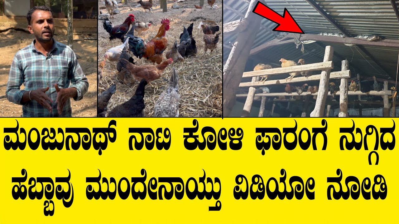 ಕೋಳಿ ಫಾರಂನಲ್ಲಿ ಹಾವಿನ ಕಾಟದಿಂದ ತಪ್ಪಿಸಿಕೊಳ್ಳಲು ಏನು ಮಾಡಬೇಕು ವಿಡಿಯೋ ನೋಡಿ|natikoli farm
