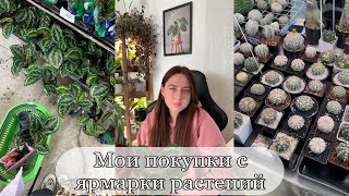 видео: ПЕРВОЕ ВИДЕО | Обзор растений с ярмарки | обработка картинка: ПЕРВОЕ ВИДЕО | Обзор растений с ярмарки | обработка