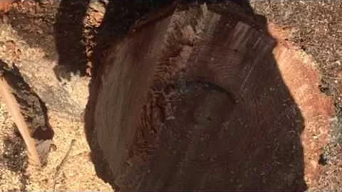 Cynthias stump