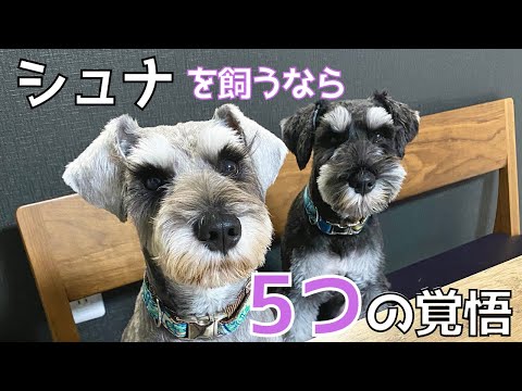 【ミニシュナ】シュナを飼うならこれだけは覚悟せよ5選！