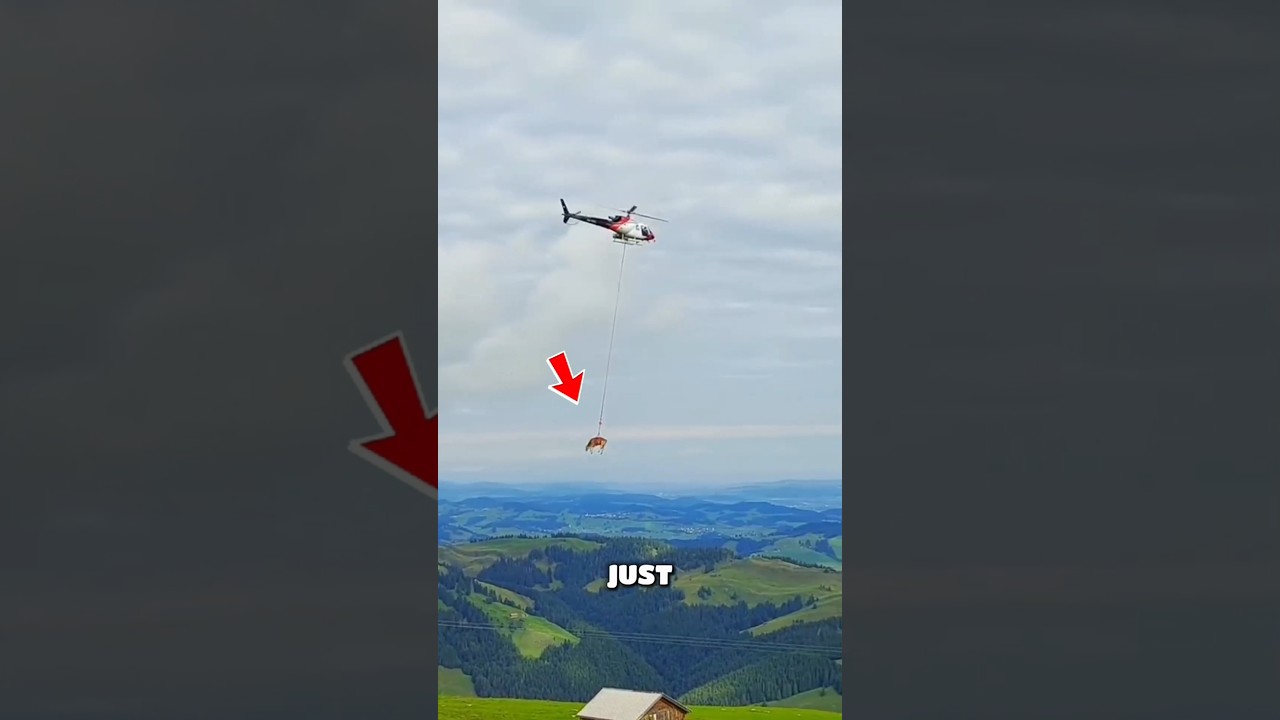 Animals Moments That Should Never have Happened But Did! #animals #wildlife #shorts