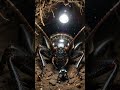 Underground Engineer: Mole Cricket POV Digging Through Earth#wildlife #shorts