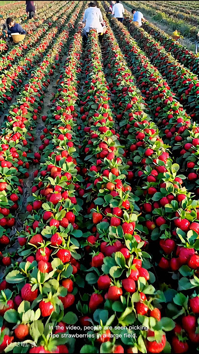 Strawberry picking: the ultimate harvest experience