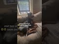 Funny Dogs #Funny #Cute #Dogs #Pets #Trending #ForYou #TikTok