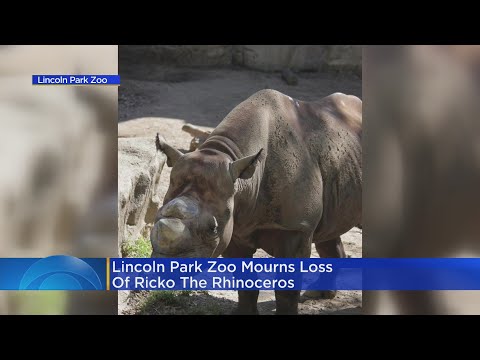 Video: Pet Scoop: Národná zoo smúti strata jeho Panda mláďa, 7-Foot Turtle Heads Späť na more