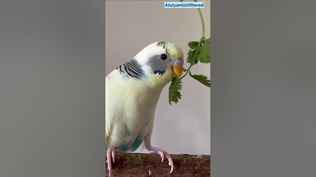 Happy sound for lonely Budgie Bird Chirping & Playing Parakeet