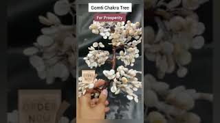 ️Gomti Chakra Tree ️ Blessed with money  For good health