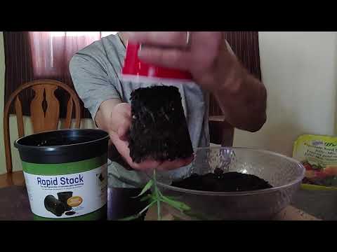 Transplanting a Marijuana seedling from a solo cup