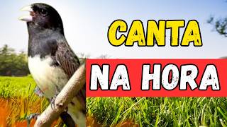 🔥 PAPA CAPIM CANTANDO NO PONTO CERTO EM 10 MINUTOS DEIXE SEU PAPA CAPIM CANTANDO MUITO COM ESSE CAN