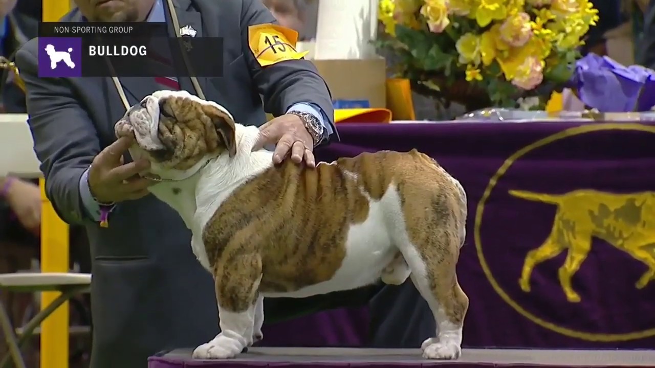 english bulldog show dog