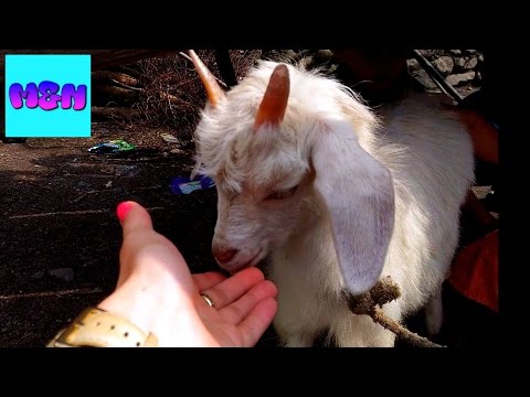 Cute Baby Goat    ძალიან საყვარელი თიკანი მათე და ნინა ეთამაშებიან პატარა თიკანს