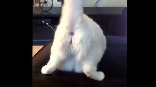 КОТ ТАНЦУЕТ TWERK КОТ ТАНЦУЕТ TWERK