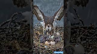 Osprey 120 Days Inside an Osprey Nest | From Tiny Eggs to Flying Hunters
