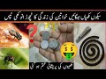 makhiyan ghr sy bhagany ka tarika |cleaning hacks | kitchen cleaning tips