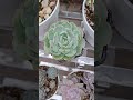#succulentvarieties #succulent #plants #suculentas #succulentgarden #succulentlove