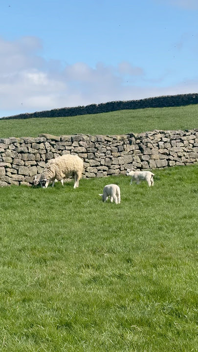 Sheep and lambs sunbathing at North Rigton (Leeds) (Yorkshire) #sheep #lamb #lambslife