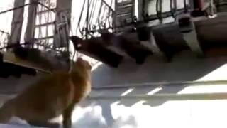 Кошка далеко прыгает flv Юмор! Прикол! Смех Кошка далеко прыгает flv Юмор! Прикол! Смех