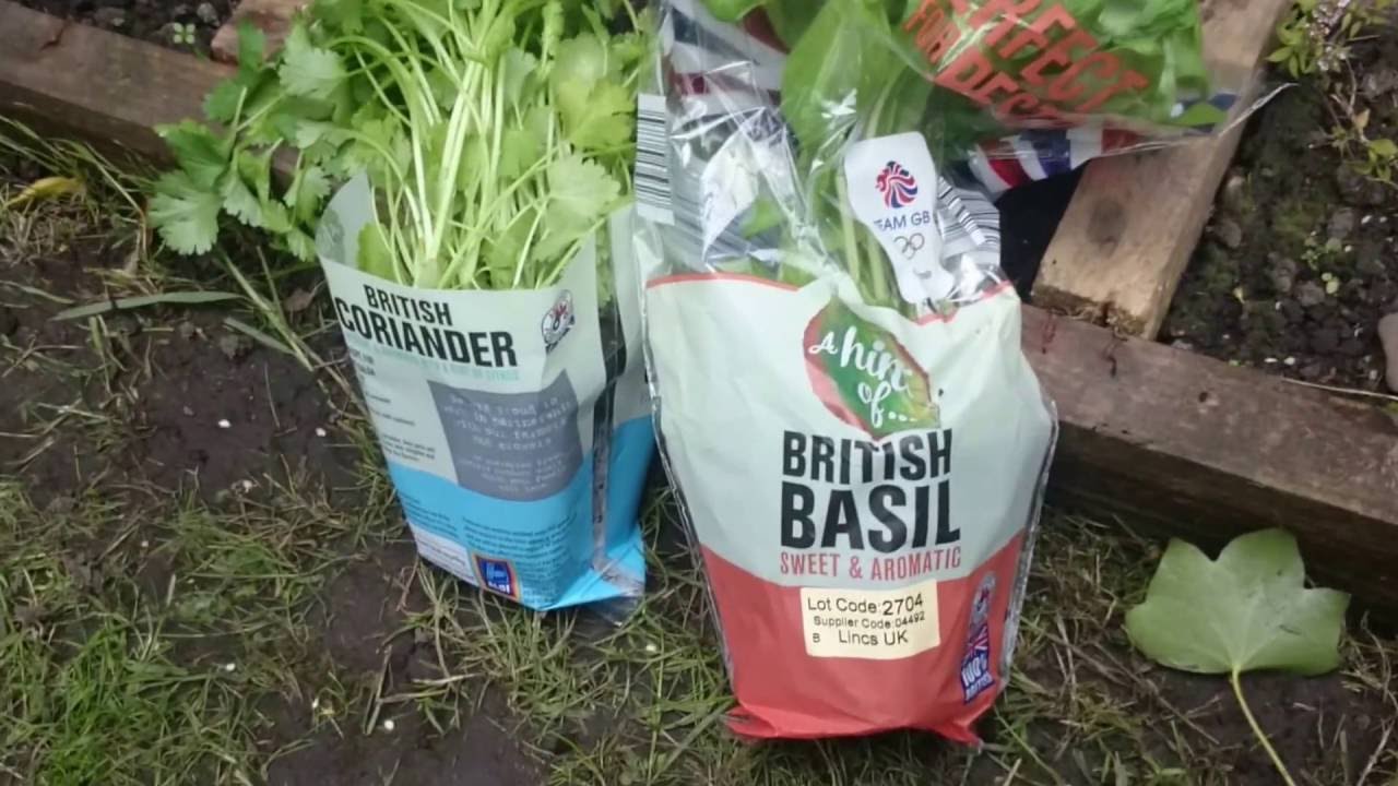 aldi lidel herbs in our cottage garden herb plot YouTube