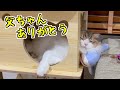 愛猫が全く登らなかったキャットタワーを１m移動したら気に入りすぎて離れなくなりました 笑