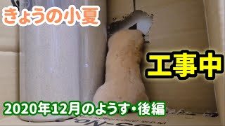 解体工事は任せて！/小夏の右目がぱっちり開いてない？！　2020年12月後編【ハムスター/キンクマ】