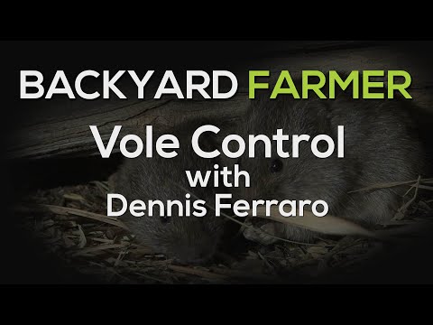Video: Vole Control: How To Get Rid Of Sork