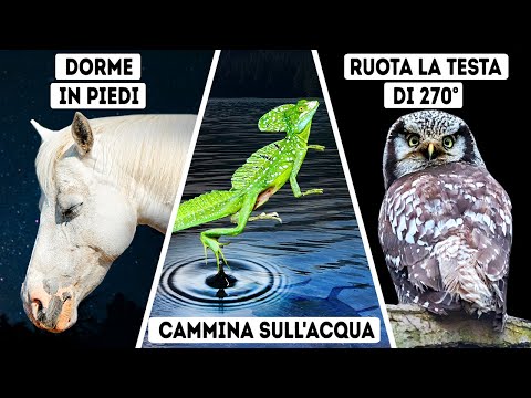 Video: Perché i delta raccolgono gli elefanti?