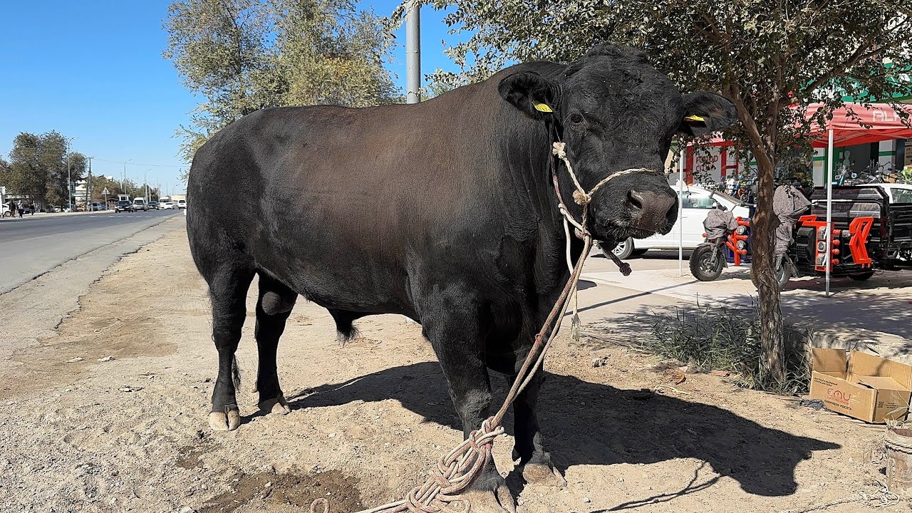 ЭРТАГА ГЎШТГА МАРХАМАТ ШАХЗОД КАССОБ ГЎШТХОНАСИ !!! ХОРАЗМ БОЗОР
