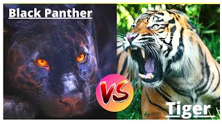 Black Panther Vs Tiger in Hindi | कौन अधिक शक्तिशाली है??| #blackpanther vs #tiger |Dangerous fight.