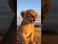 Lion cubs practice roaring.  #wildlife  #funnymoments  #animals  #shortvideos