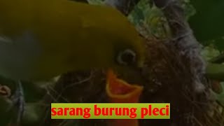 Download Lagu induk burung pleci meloloh anaknya dialam MP3 Download Lagu induk burung pleci meloloh anaknya dialam MP3