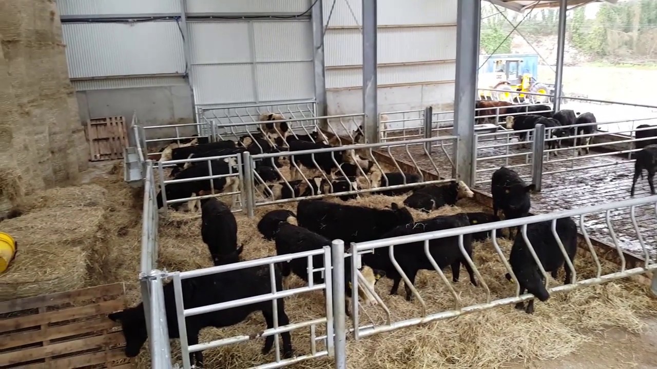 buildings: four-bay dairy calf to beef shed - youtube