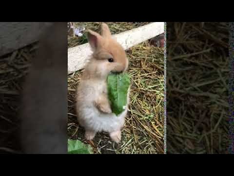 Adorable Rabbit Eats His Greens || Viralhog