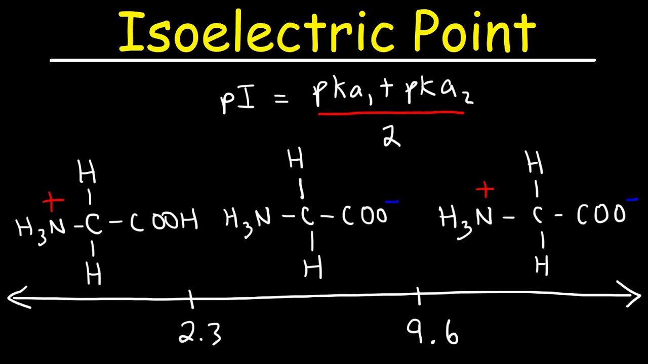 How To Calculate The Isoelectric Point Of Amino Acids And Zwitterions Youtube