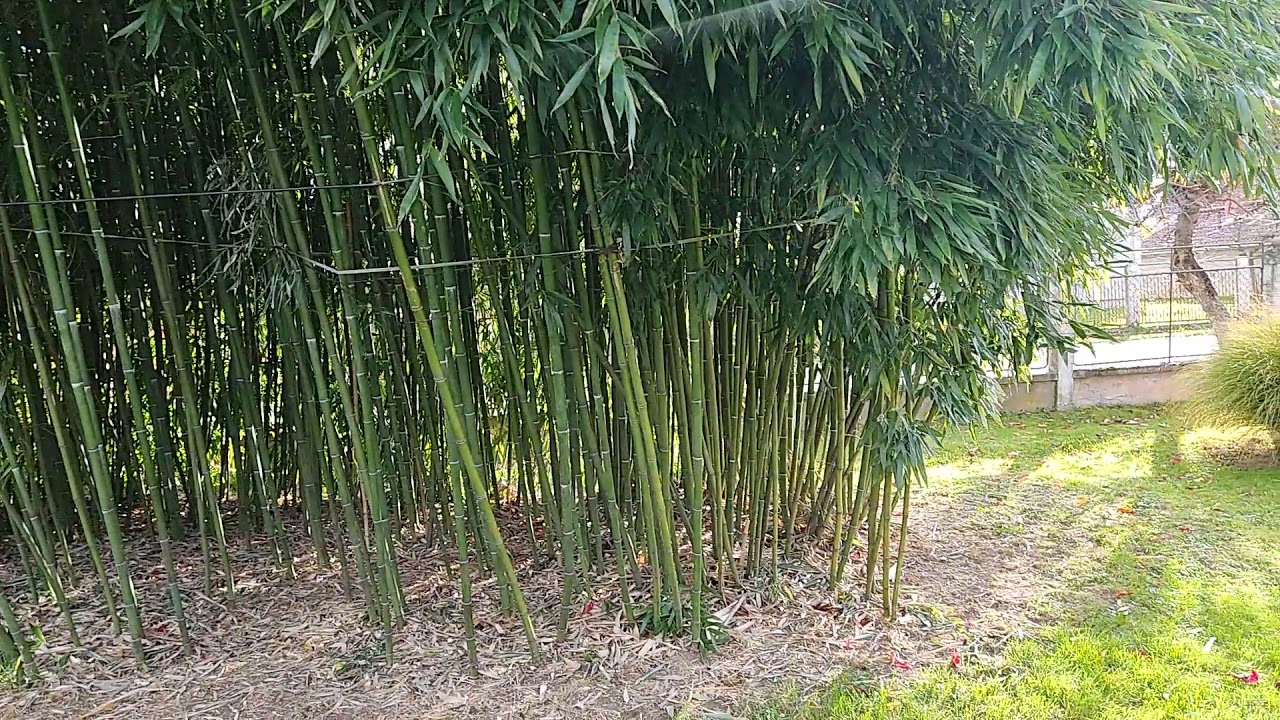 Bambusz Zalában (2021)