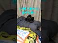 猫が病気になってわかること