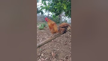 Gà rừng f1 lai / Qaib qus f1  daj