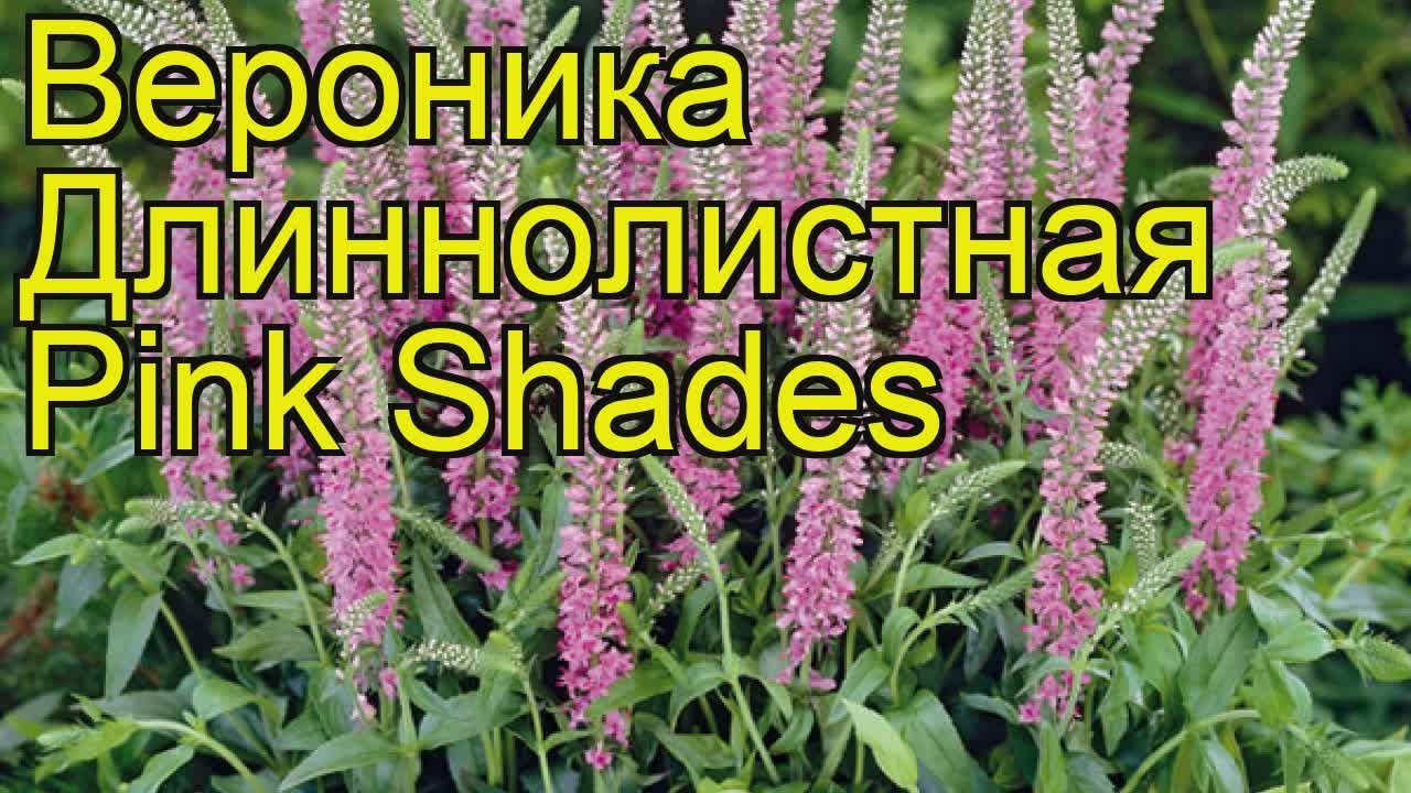 Вероника длиннолистная Пинк Шейдс. Краткий обзор, описание veronica longifolia Pink Shades