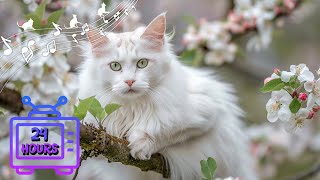 Calming Music for Cats | Make Your Cat Happy, Relaxation, Deep Sleep | Music Therapy for Cats #12 by Dream Relax My Cat 2,062 views 3 weeks ago 24 hours