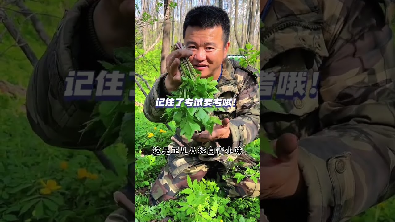 搞点大叶芹野山菜纯绿色#大自然的馈赠 #2024新农人计划 #大山里的味道