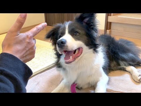 【ゼロスタート】1歳半のボーダーコリーにいまさらバキューンを教えてみた