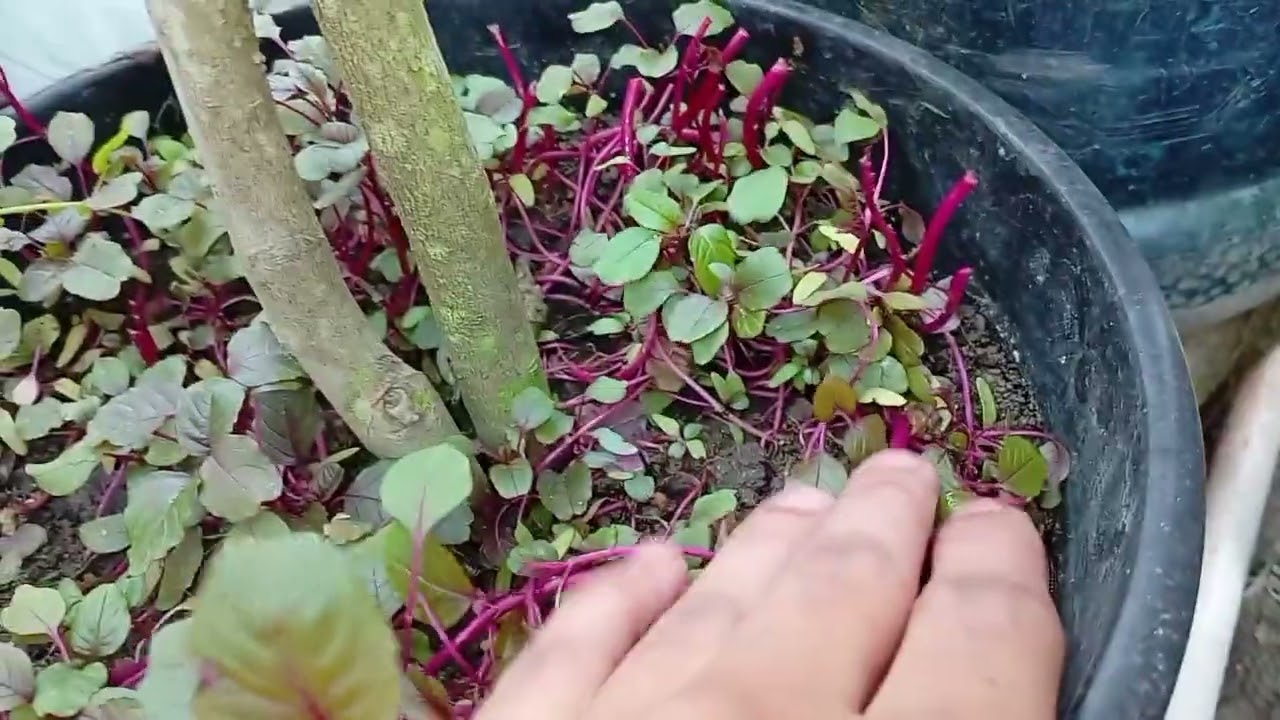 হার ভাঙ্গা শীতের মধ্যেই ছাদ বাগানে চলে এলাম |😉😅🥰|গাছগুলোর অবস্থা কেমন?🤔|